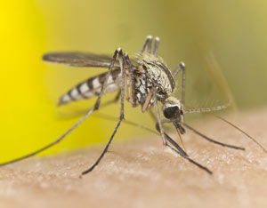 Mosquito Control and West Nile Virus Image